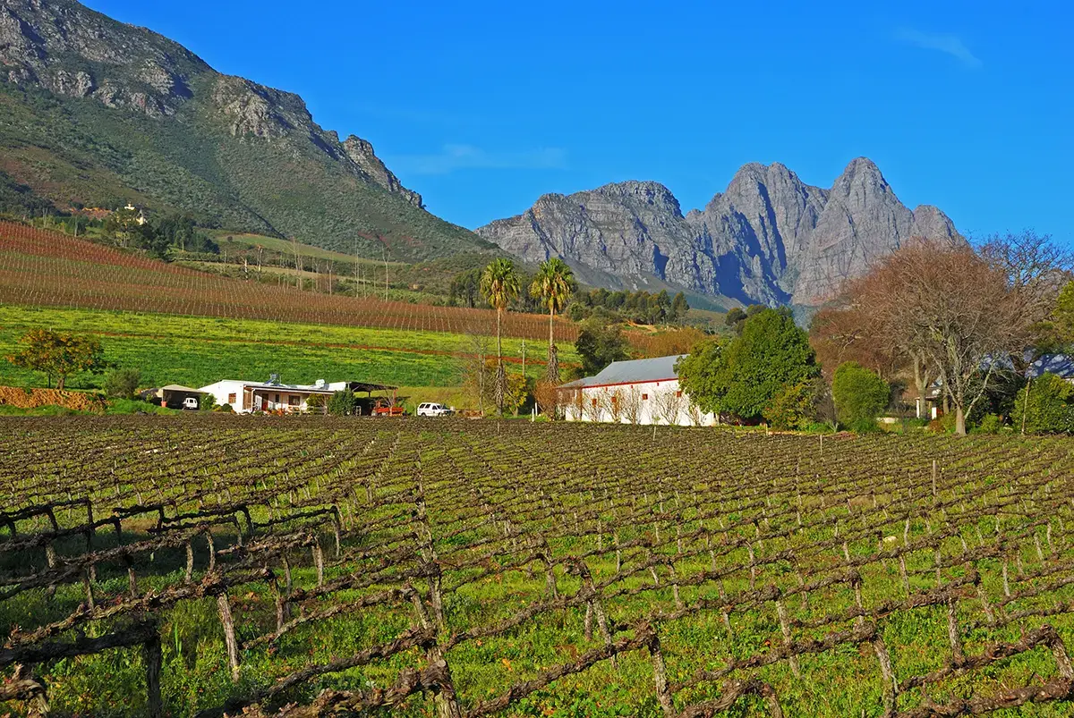 A Kapstadt Stellenbosch Wein0017
