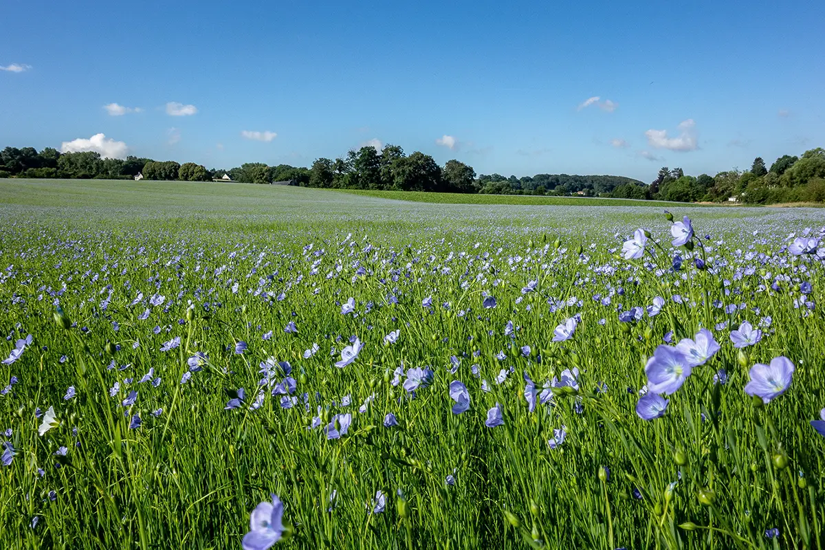 barskefranck fields 3500447
