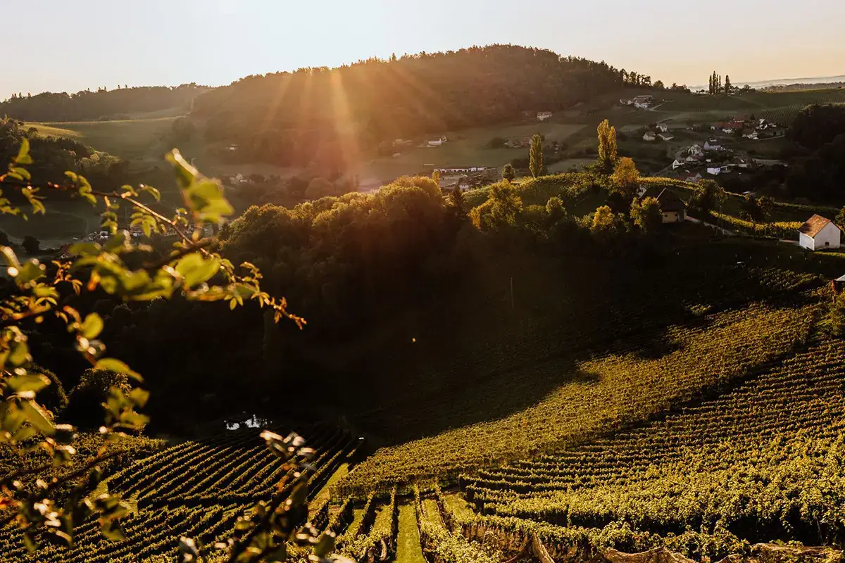 Wo der Wein den Ton angibt: Riede Schusterberg in der Südsteiermark in der Morgensonne